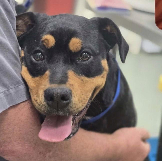 Reagan, Adopted, Young Female Rottweiler.