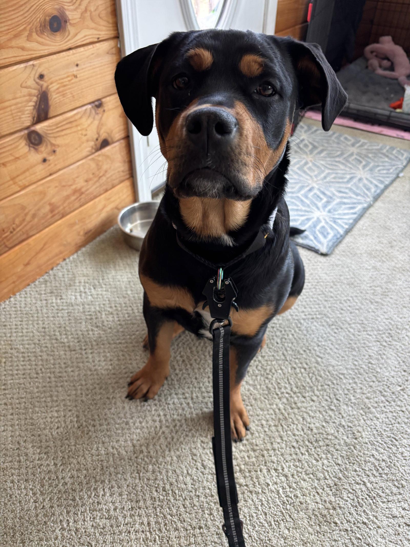 Enlarge Reagan, a Adopted Rottweiler in Hillsboro, NH image 2/3
