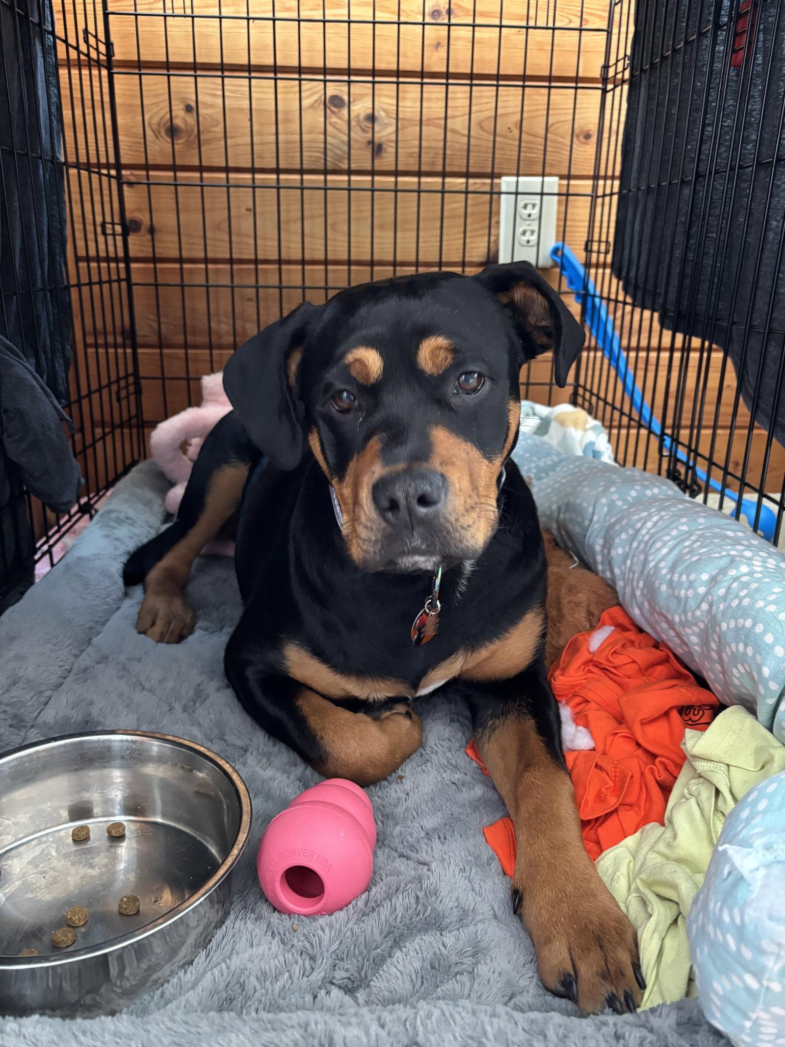 Enlarge Reagan, a Adopted Rottweiler in Hillsboro, NH image 3/3