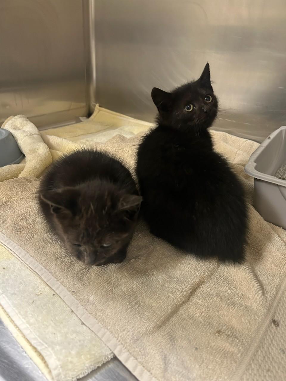 Winter& Coal 113657A-B , ADOPTABLE, Kitten Male Domestic Short Hair.