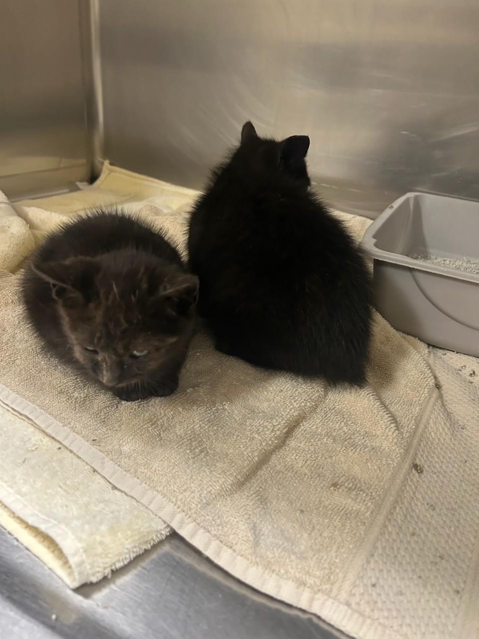 Winter& Coal 113657A-B , a ADOPTABLE mixed breed in Rocky Mount, NC image 2/3