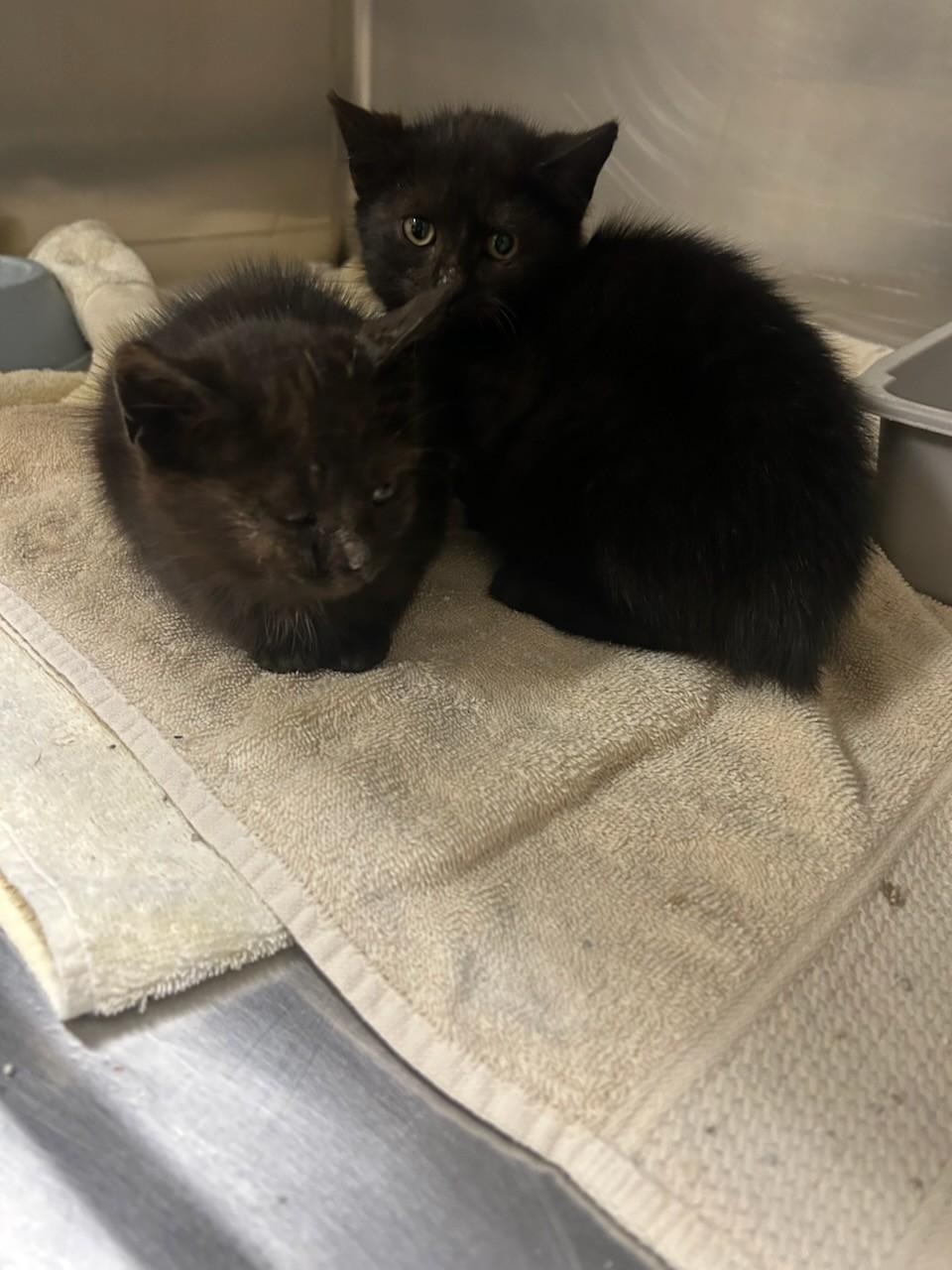 Winter& Coal 113657A-B , a ADOPTABLE mixed breed in Rocky Mount, NC image 3/3