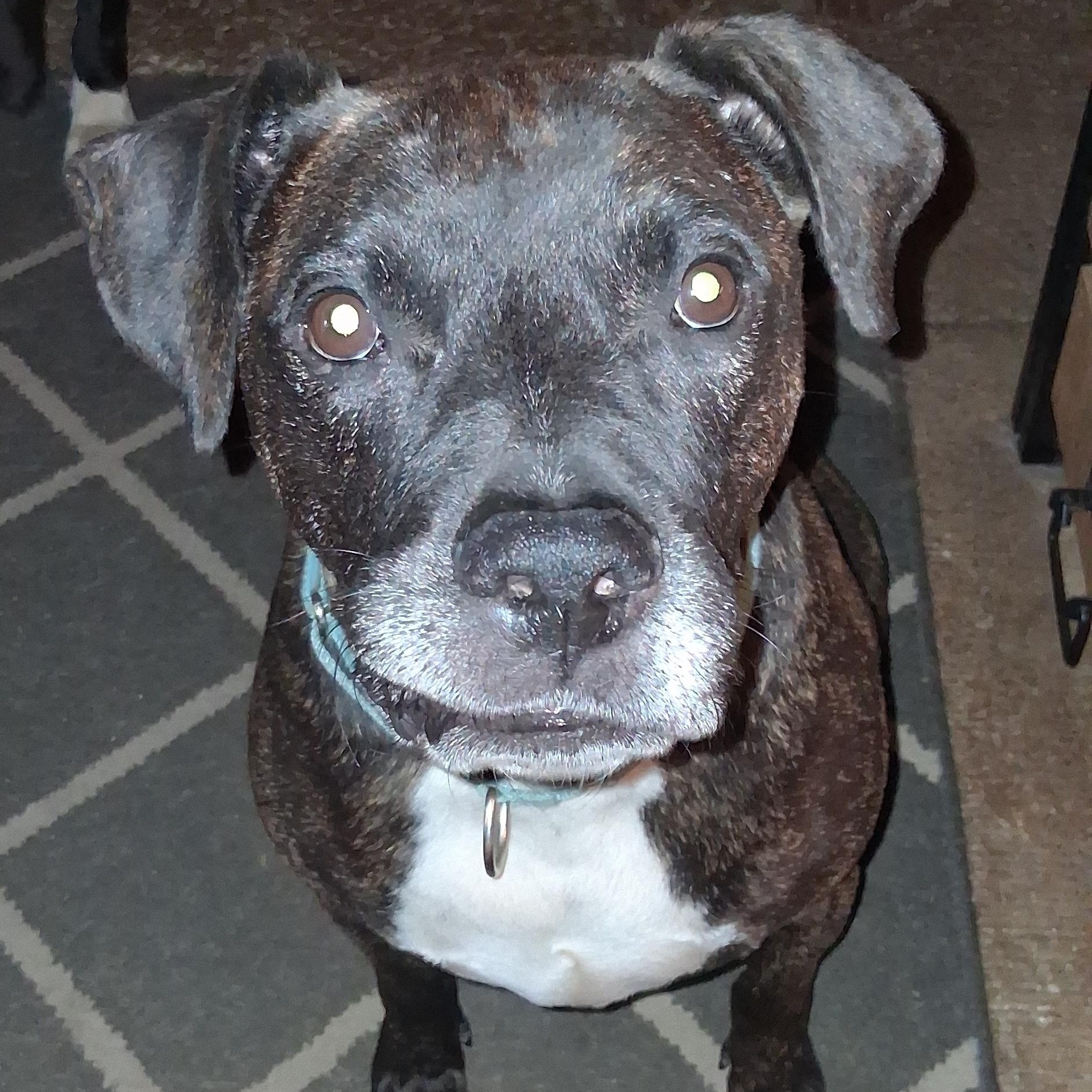 Enlarge Duncan, a Adoptable mixed breed in North Jackson, OH image 5/6