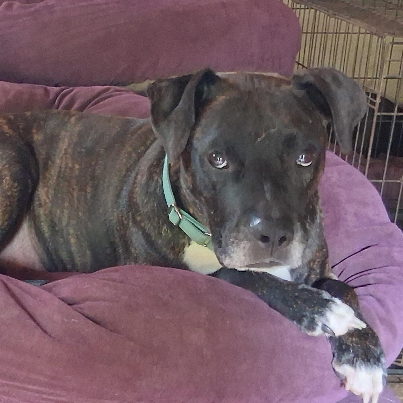 Enlarge Duncan, a Adoptable mixed breed in North Jackson, OH image 3/6