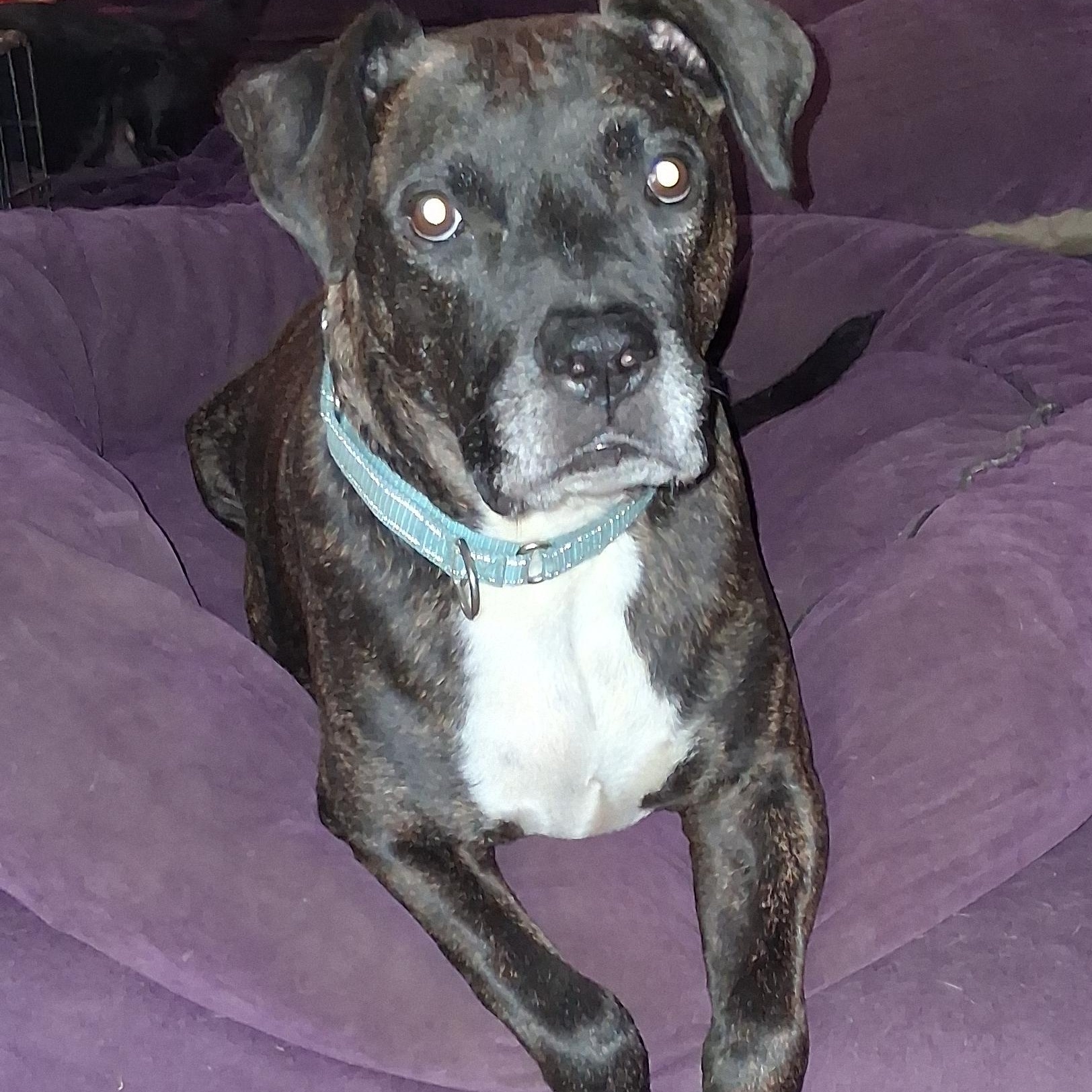 Enlarge Duncan, a Adoptable mixed breed in North Jackson, OH image 6/6