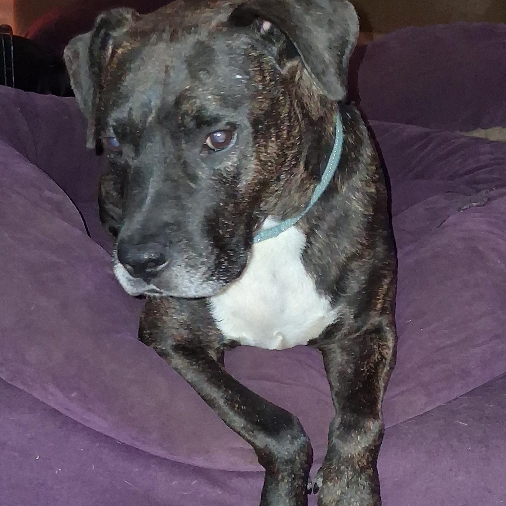 Enlarge Duncan, a Adoptable mixed breed in North Jackson, OH image 4/6