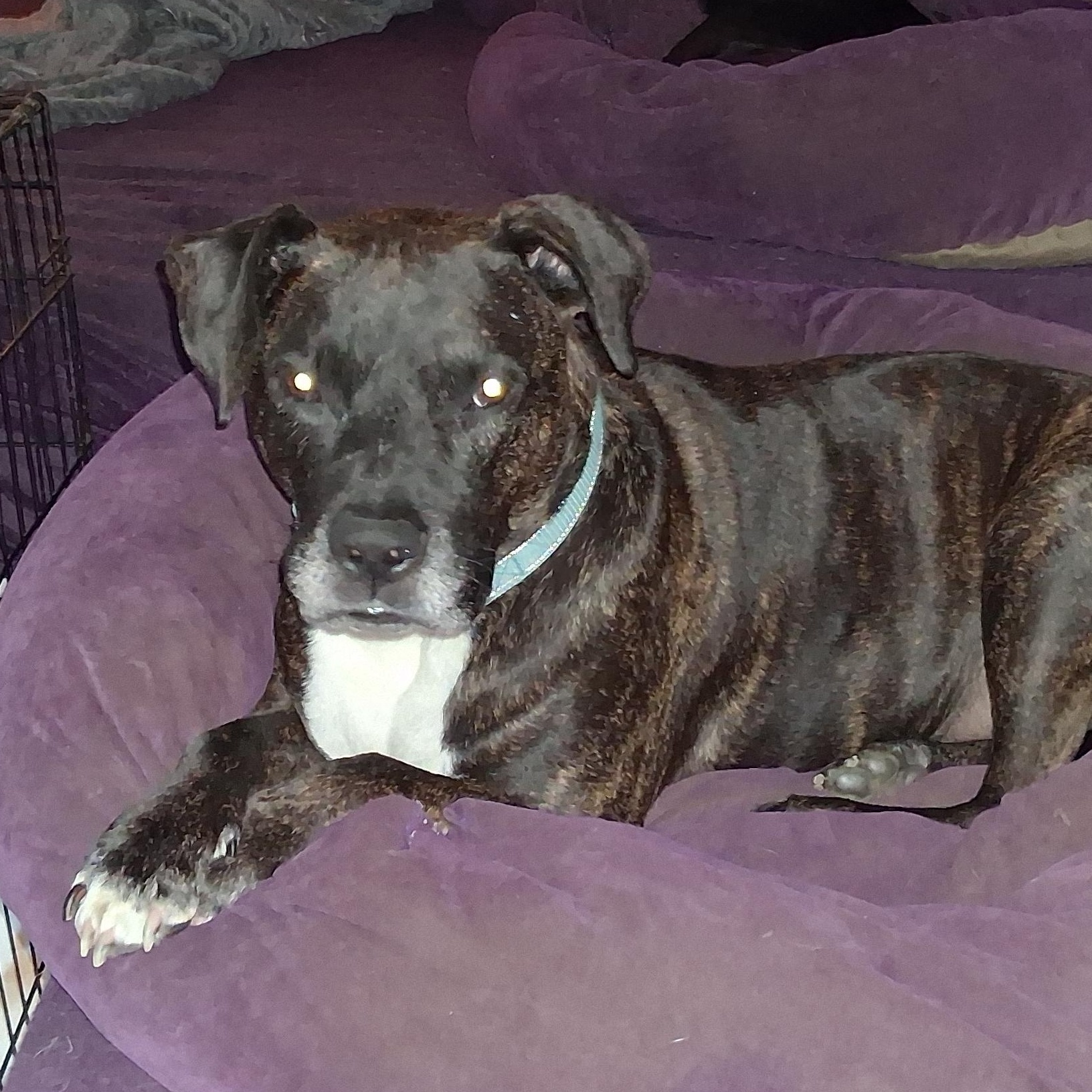 Duncan, Adoptable, Adult Male Black Labrador Retriever & Boxer.