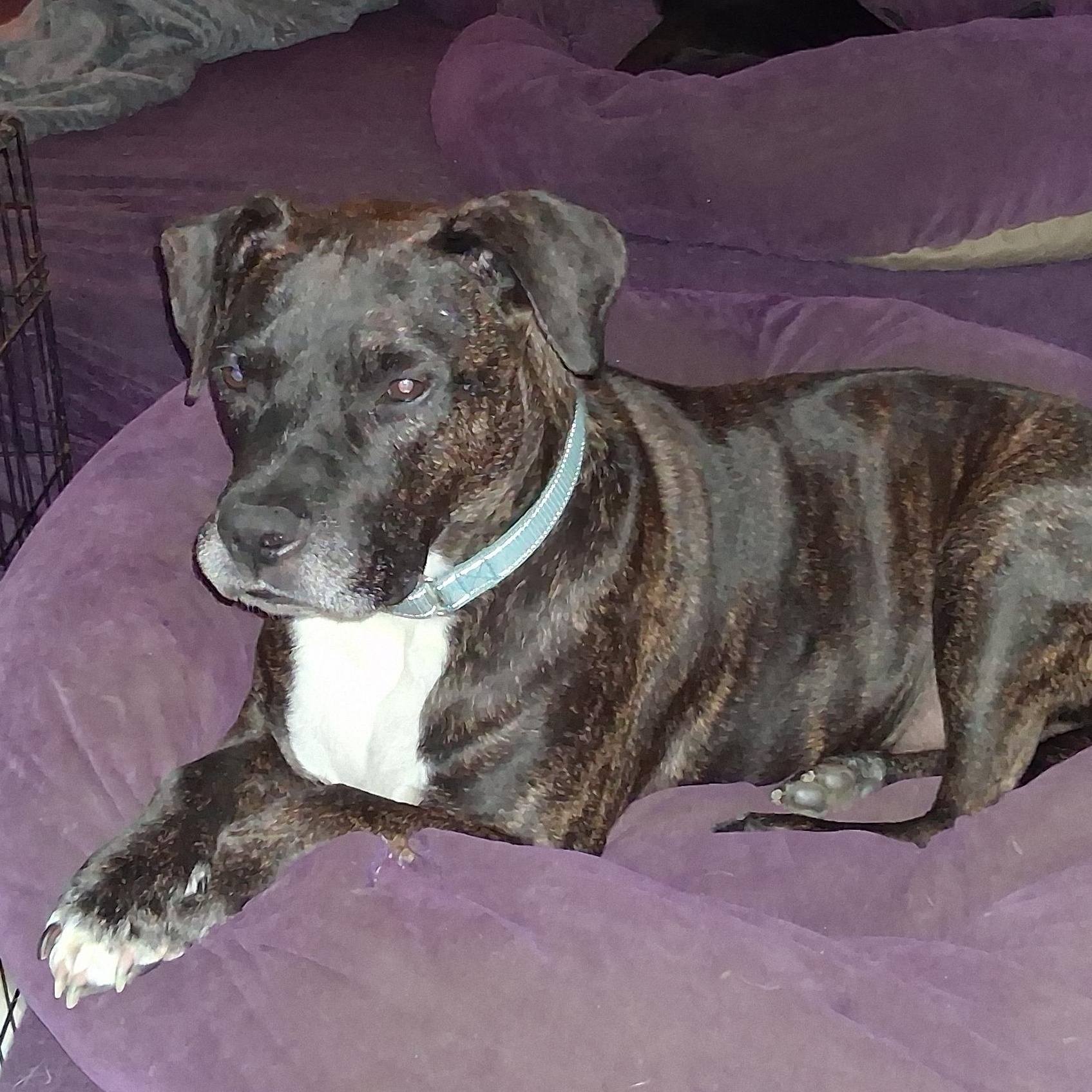 Enlarge Duncan, a Adoptable mixed breed in North Jackson, OH image 2/6