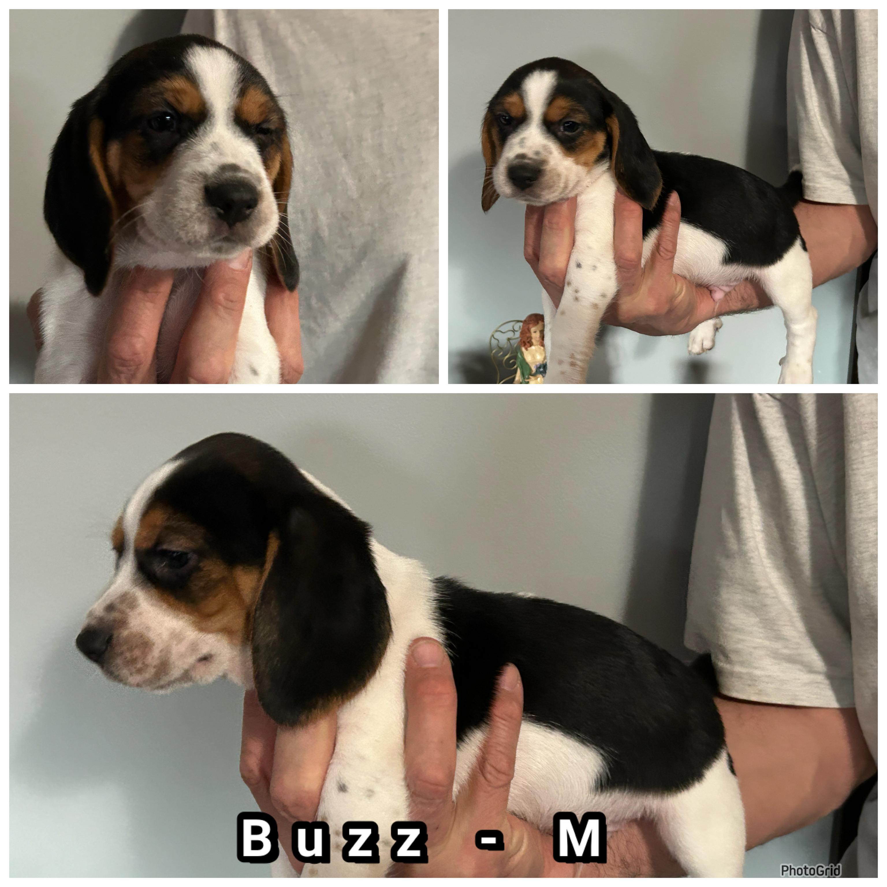 Woody, Adopted, Puppy Male Beagle.