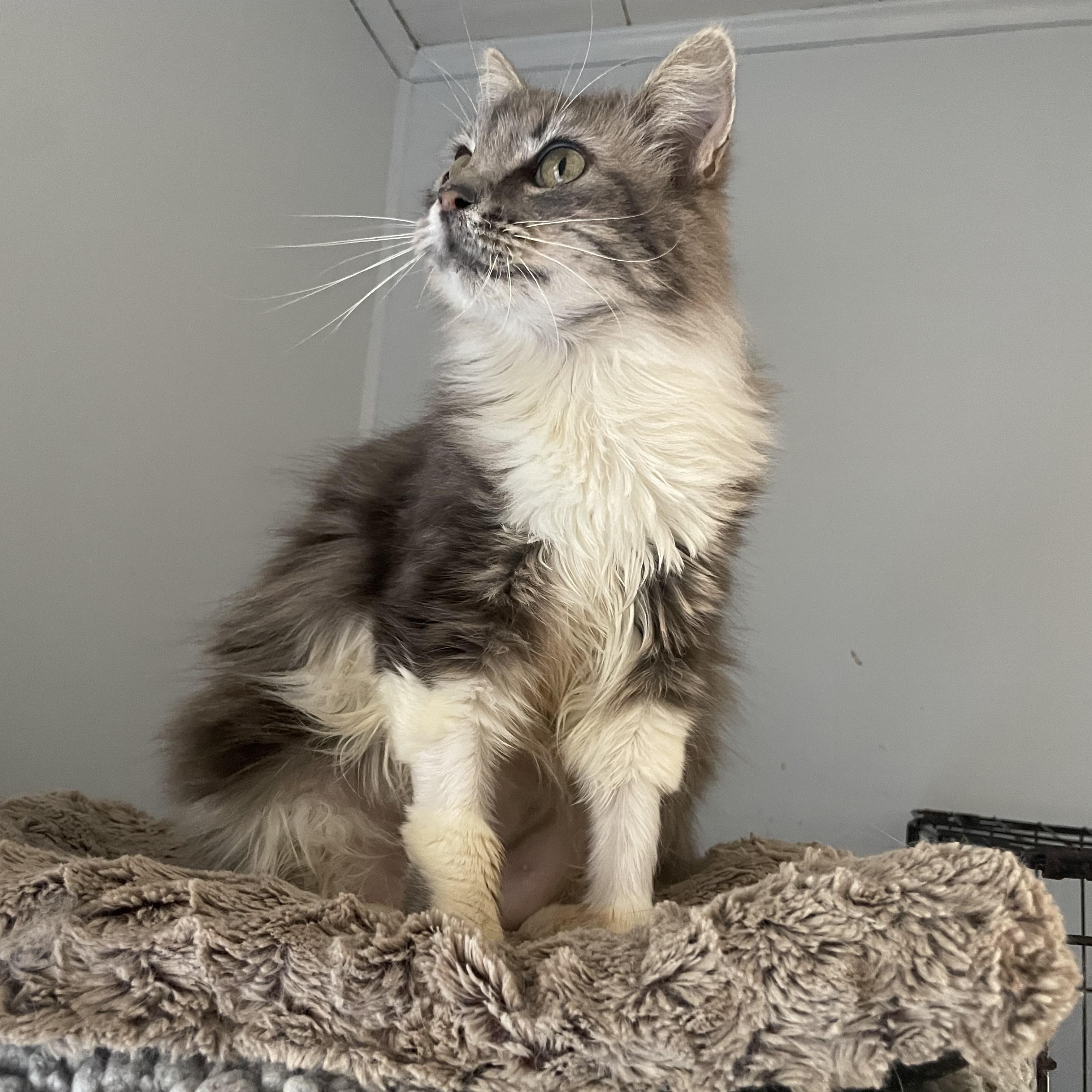 Ash, an adopted Domestic Long Hair in Port Wentworth, GA image 3/3