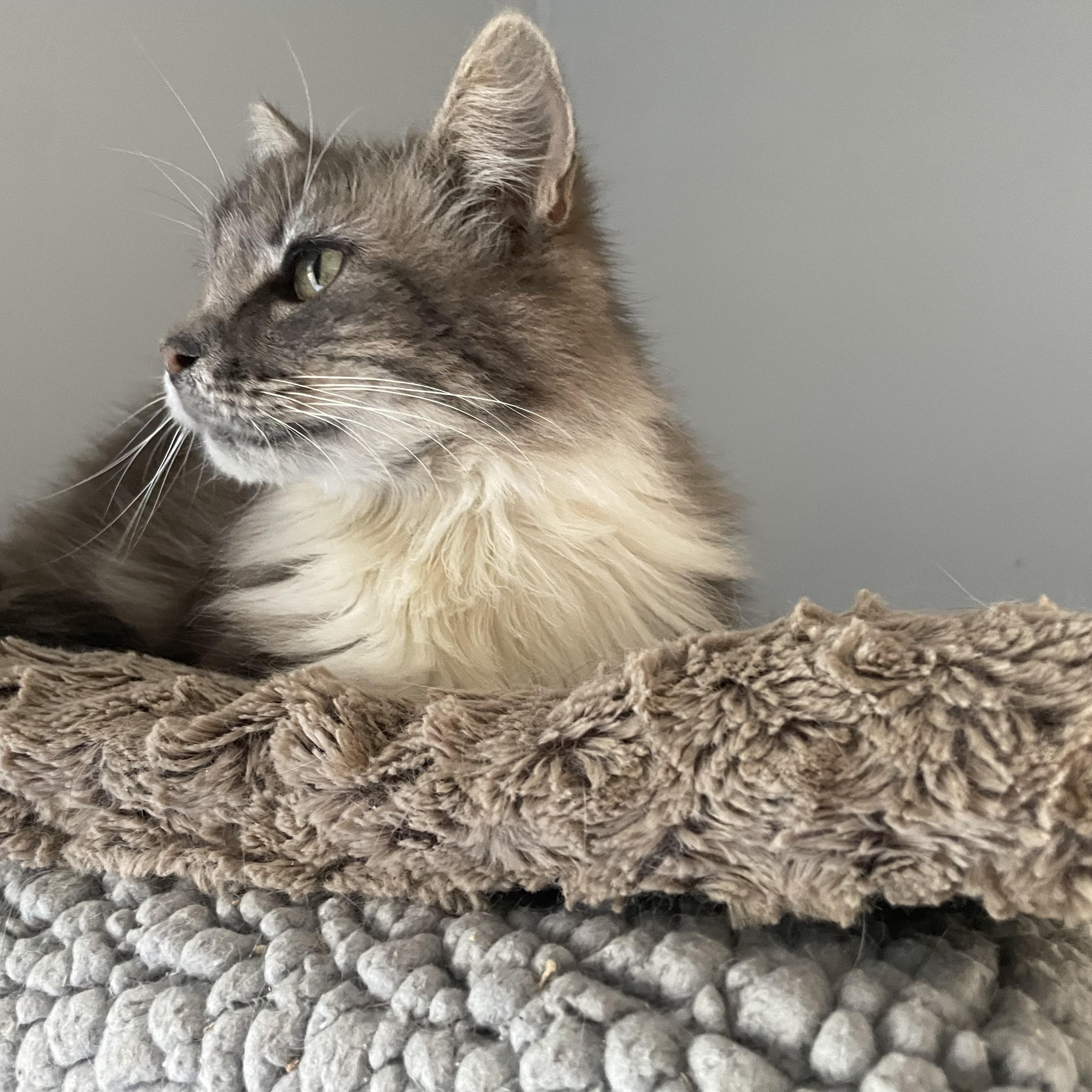Ash, an adopted Domestic Long Hair in Port Wentworth, GA image 2/3