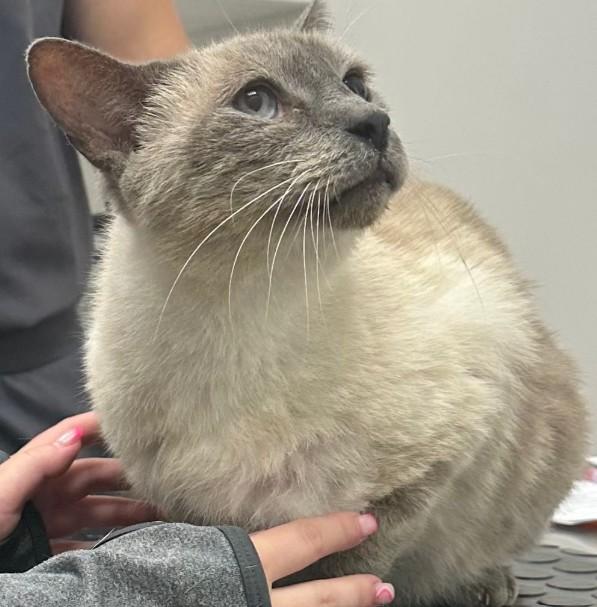 Enlarge Prince, a Adoptable mixed breed in Duette, FL image 2/3