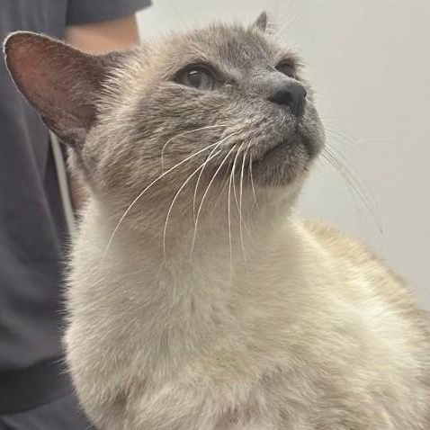 Prince, Adoptable, Adult Male Siamese.