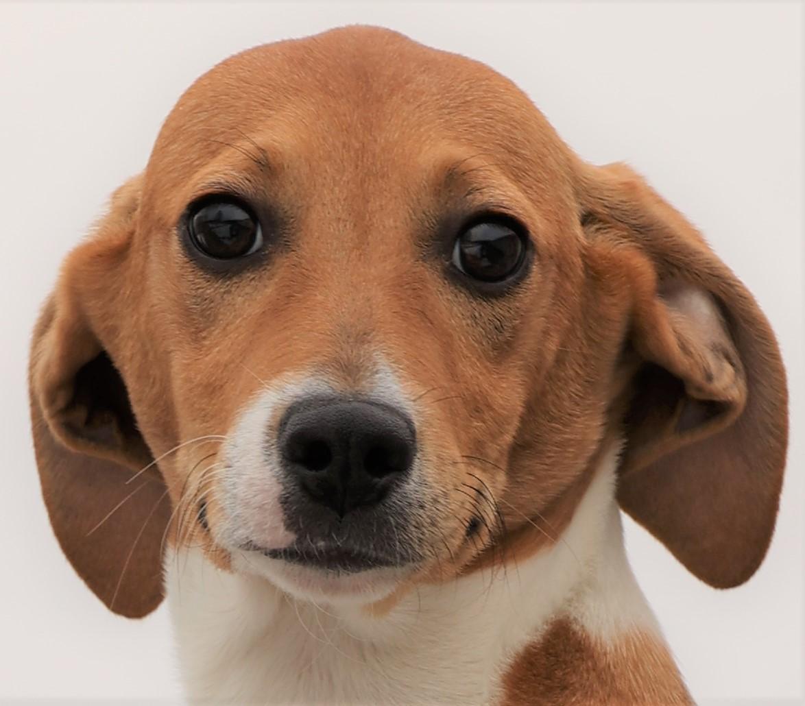 Harlow-Available @Petsmart 2/21! www.lhar.dog to apply! , adoptable, Puppy Female Hound.