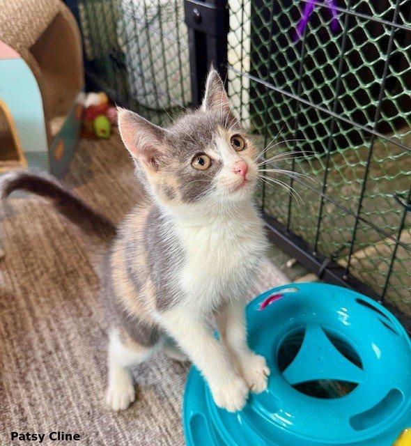 Patsy Cline, a Adopted mixed breed in Brightwaters, NY image 1/6