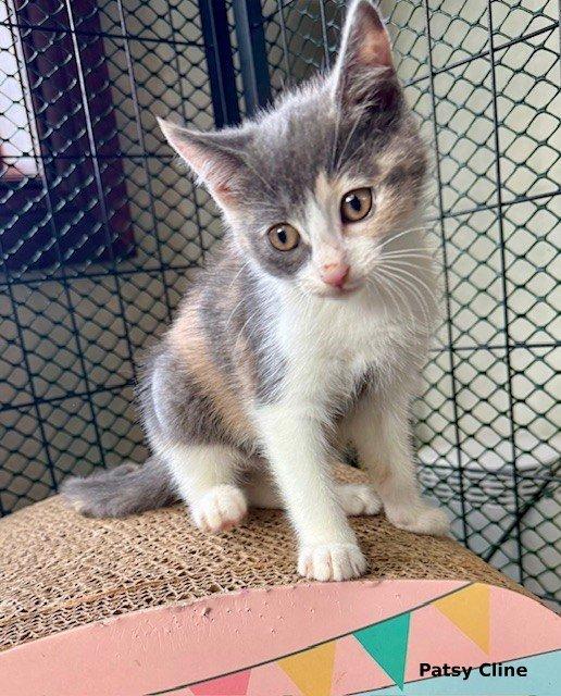 Patsy Cline, a Adopted mixed breed in Brightwaters, NY image 2/6