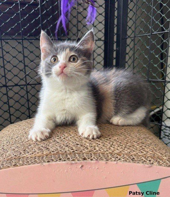 Patsy Cline, a Adopted mixed breed in Brightwaters, NY image 3/6