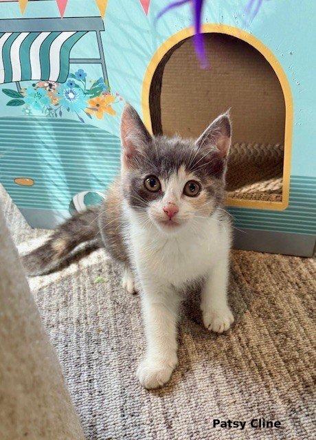 Patsy Cline, a Adopted mixed breed in Brightwaters, NY image 4/6