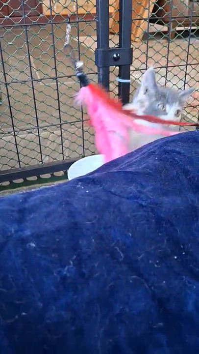 Enlarge Patsy Cline, a Adopted mixed breed in Brightwaters, NY video 6/6