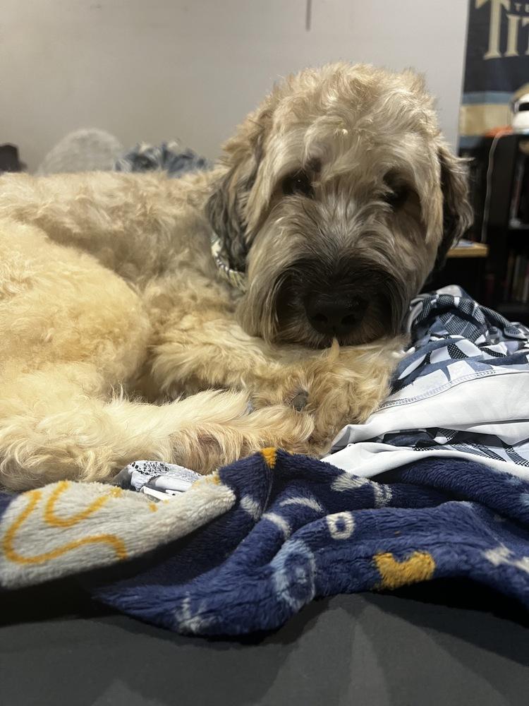 Enlarge Baxter, a Adoptable Wheaten Terrier in Greenlawn, NY image 1/6