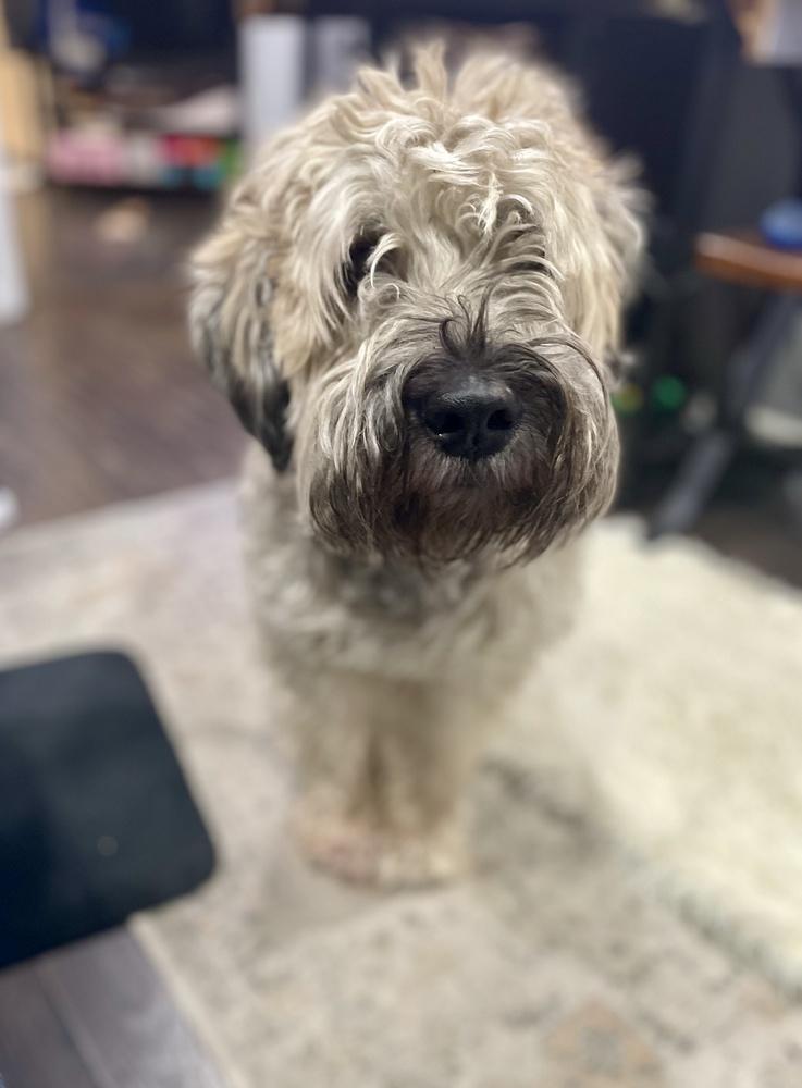 Enlarge Baxter, a Adoptable Wheaten Terrier in Greenlawn, NY image 2/6