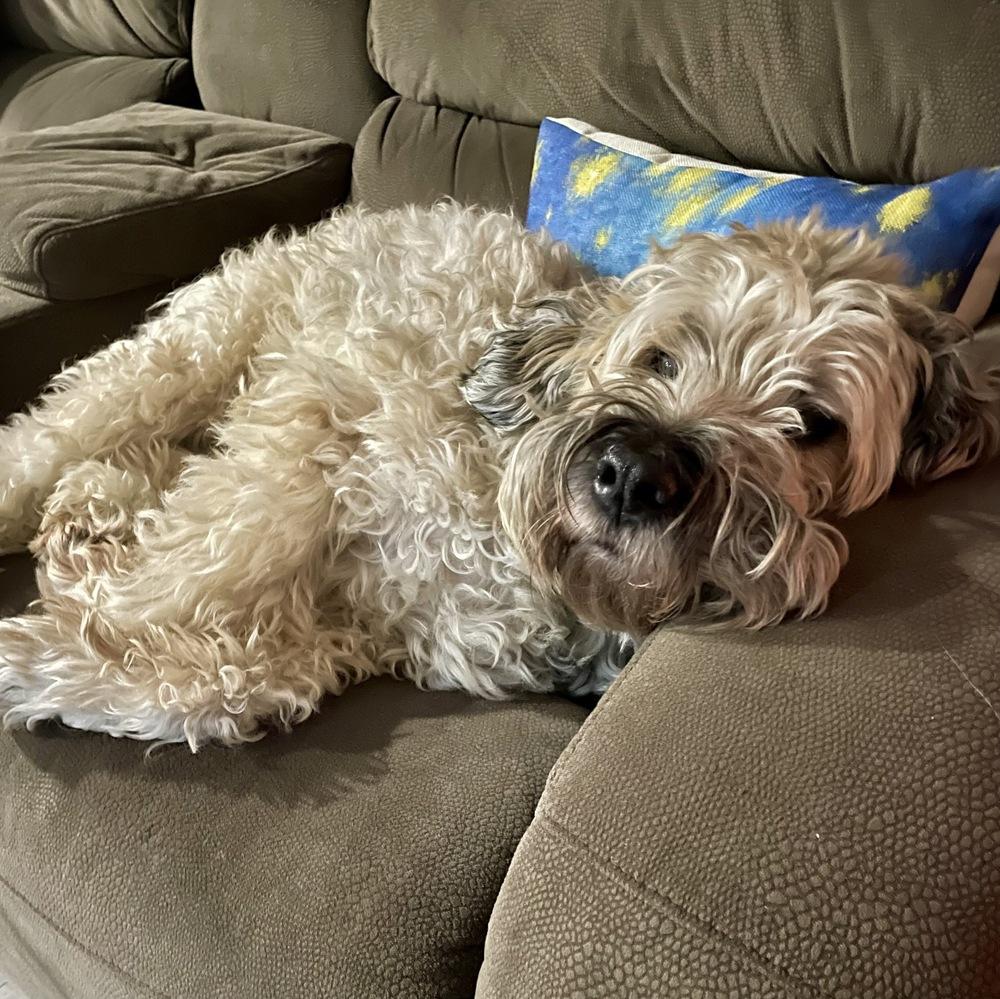 Enlarge Baxter, a Adoptable Wheaten Terrier in Greenlawn, NY image 3/6