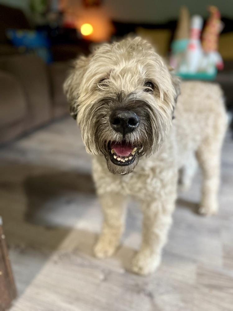 Enlarge Baxter, a Adoptable Wheaten Terrier in Greenlawn, NY image 4/6