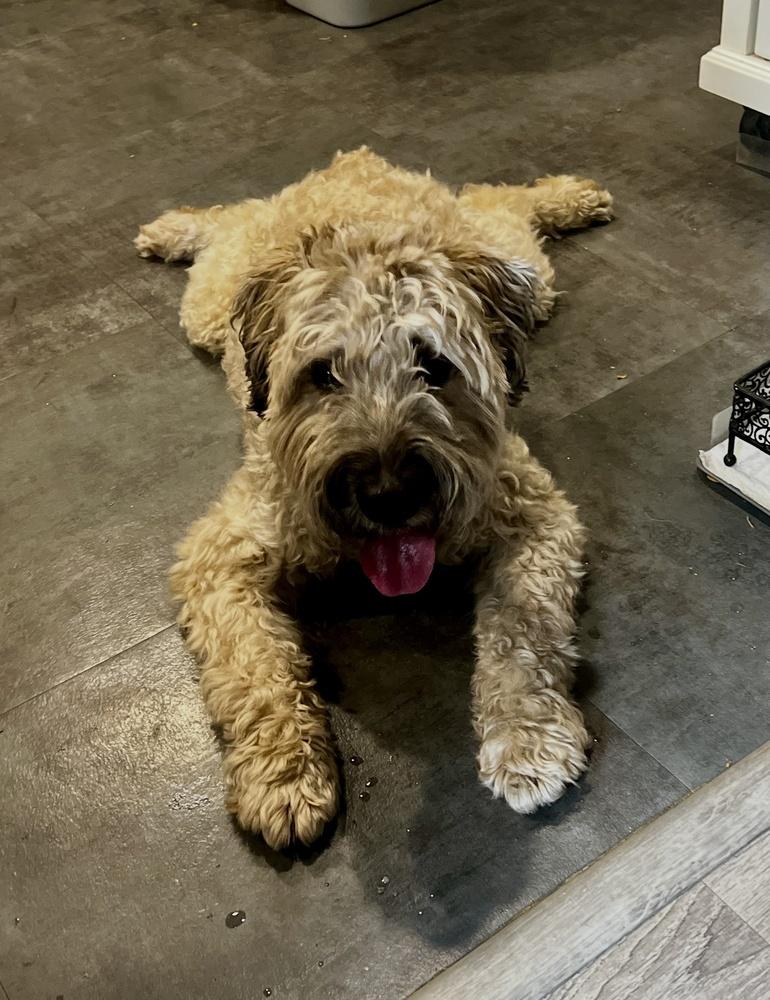 Enlarge Baxter, a Adoptable Wheaten Terrier in Greenlawn, NY image 5/6