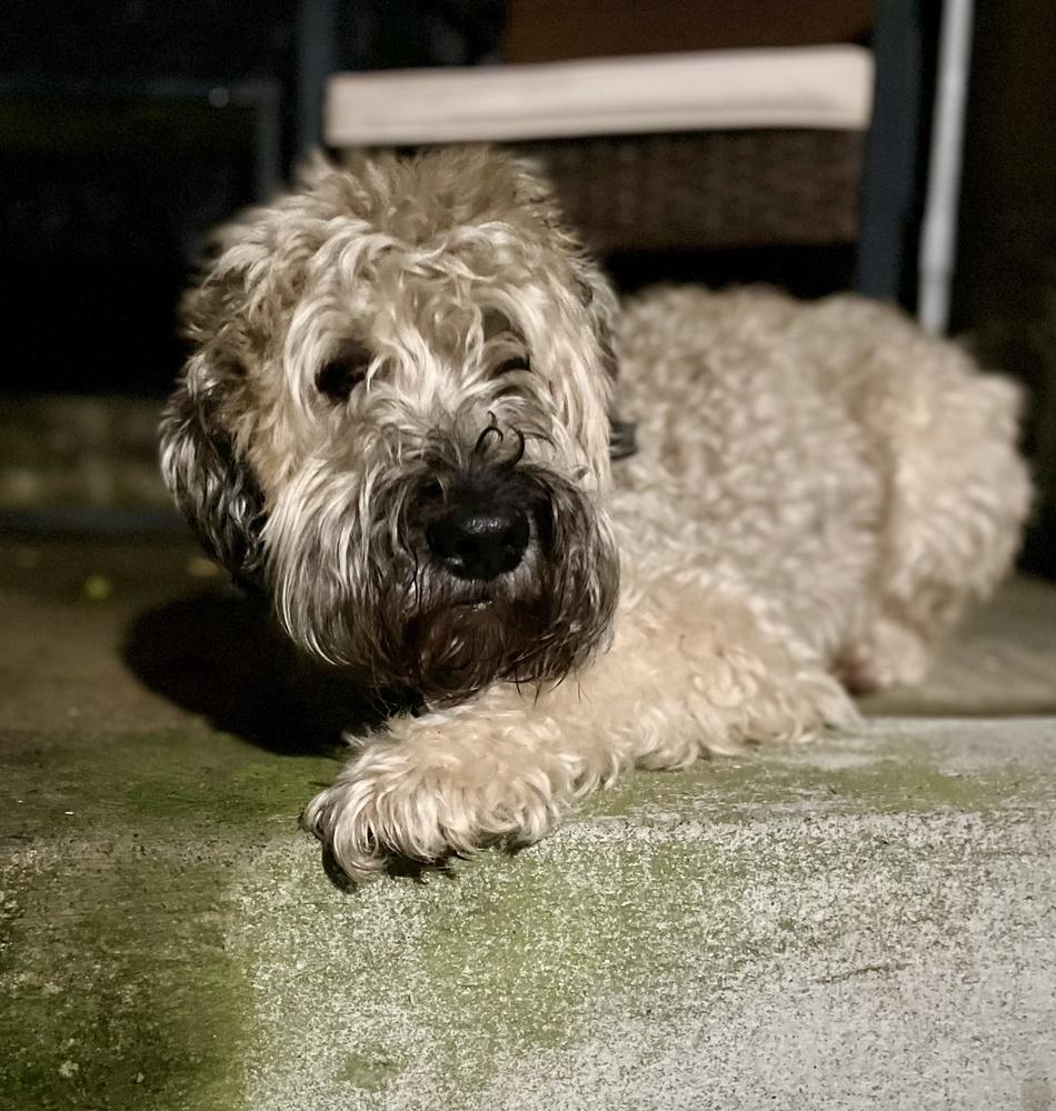 Enlarge Baxter, a Adoptable Wheaten Terrier in Greenlawn, NY image 6/6