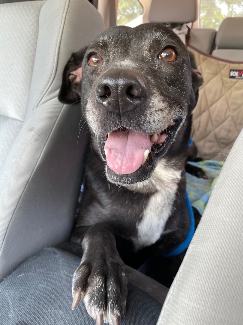 Enlarge Benny, a Adoptable mixed breed in Georgetown, TX image 7/10
