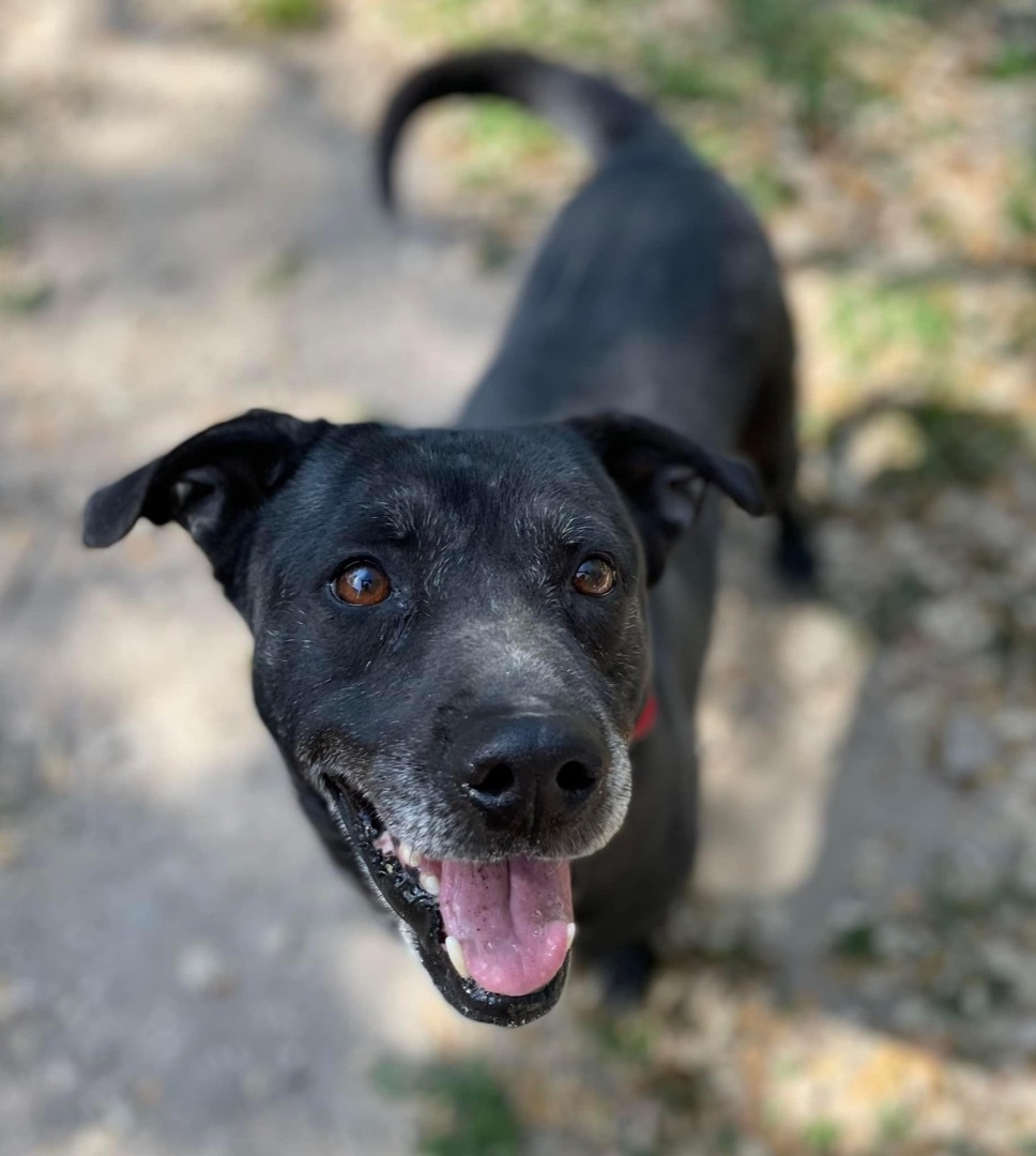 Enlarge Benny, a Adoptable mixed breed in Georgetown, TX image 8/10