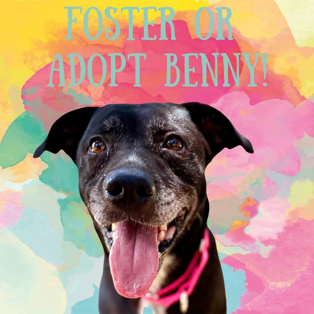 Enlarge Benny, a Adoptable mixed breed in Georgetown, TX image 9/10
