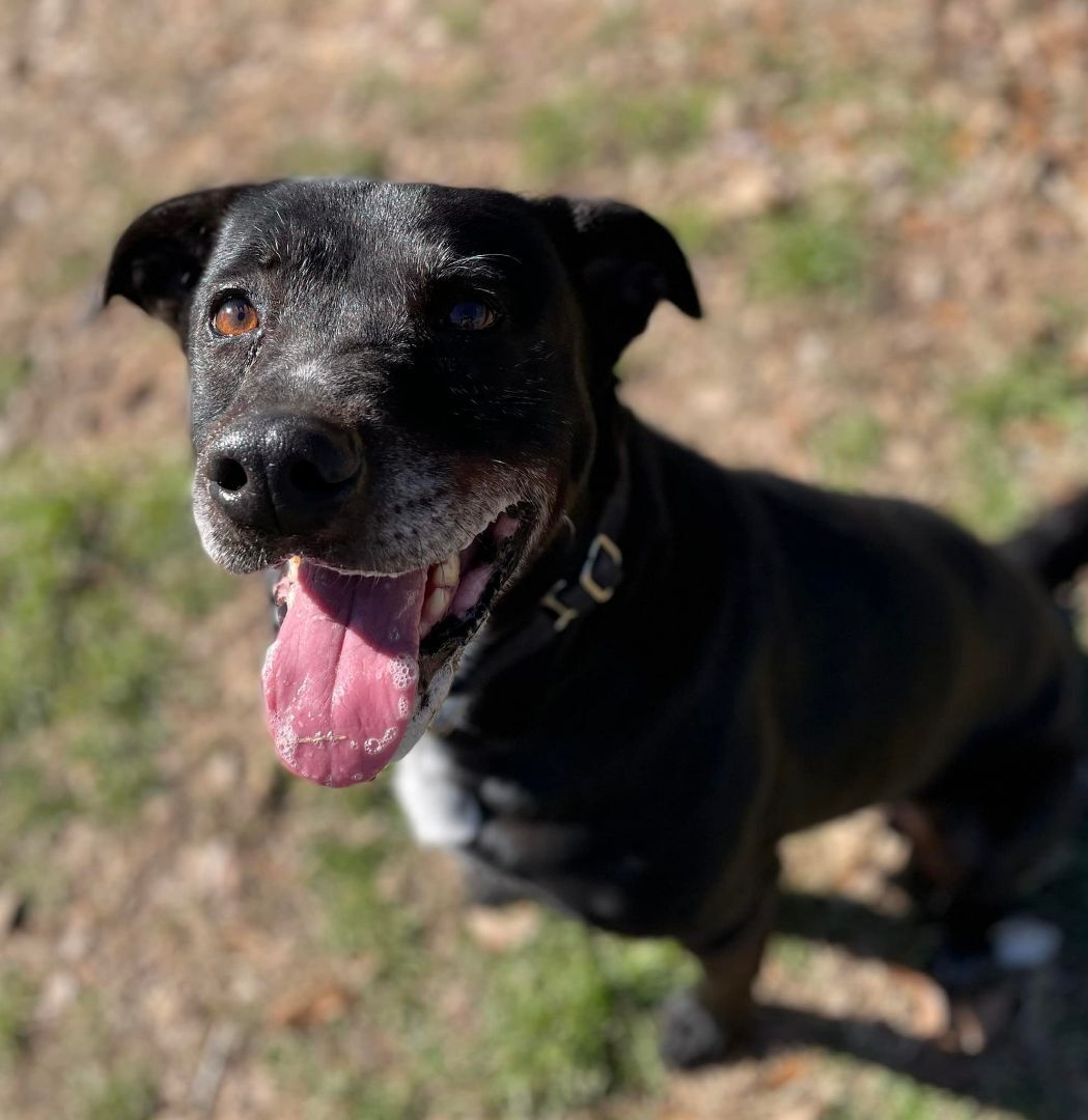 Benny, Senior Male Black Labrador Retriever
