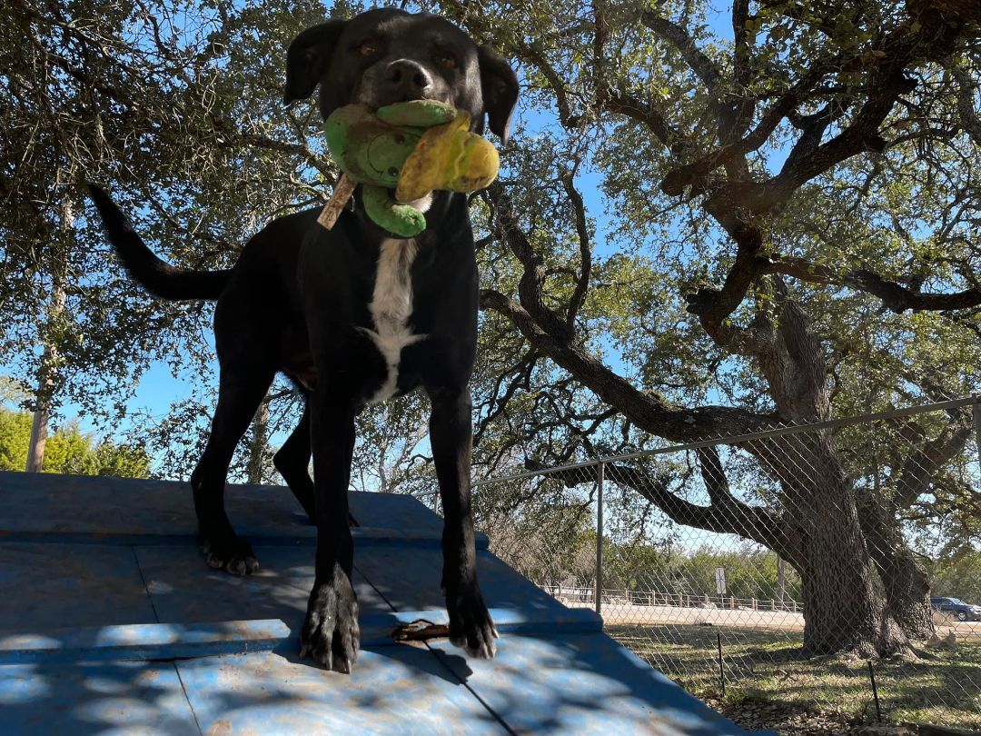 Enlarge Benny, a Adoptable mixed breed in Georgetown, TX image 10/10