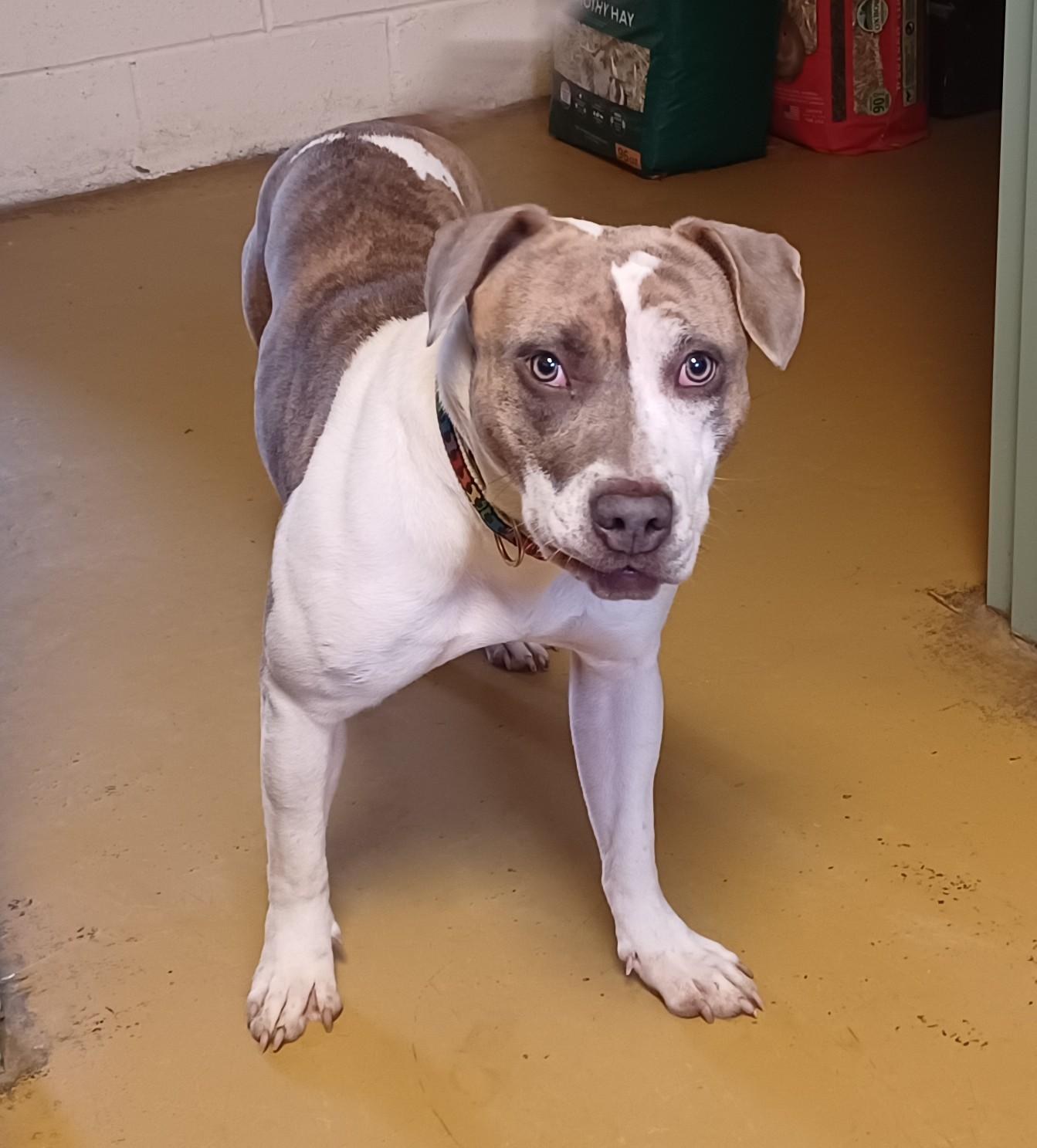 BERTIE, ADOPTABLE, Young Female Pit Bull Terrier.