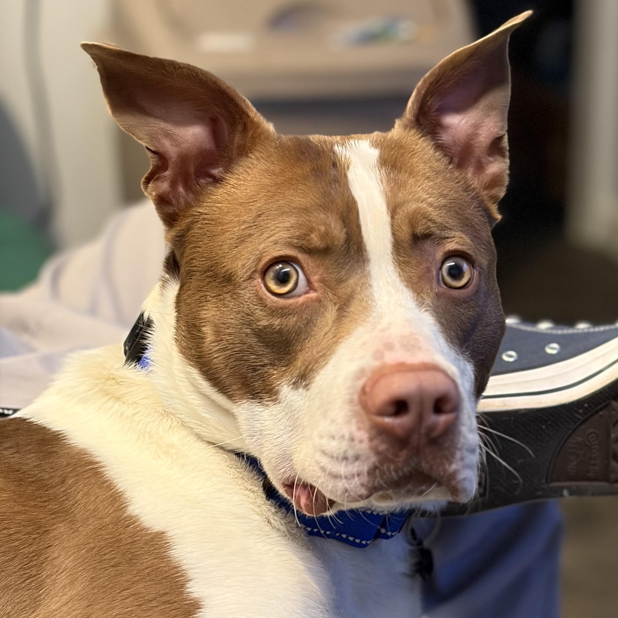 EARL-Local, a ADOPTABLE mixed breed in Warwick, RI image 1/6