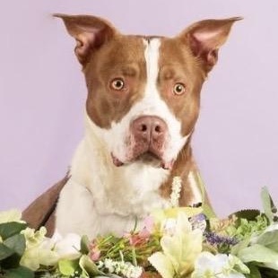Enlarge EARL-Local, a ADOPTABLE mixed breed in Warwick, RI image 1/6