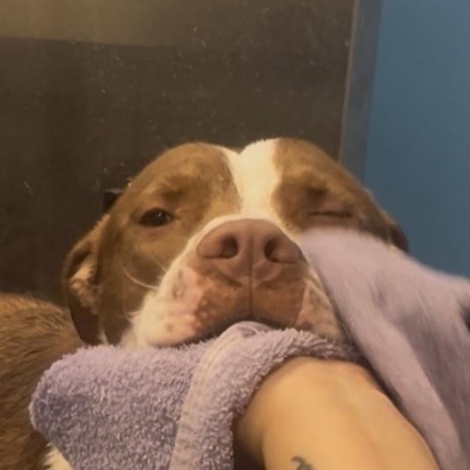 EARL-Local, a ADOPTABLE mixed breed in Warwick, RI image 5/6