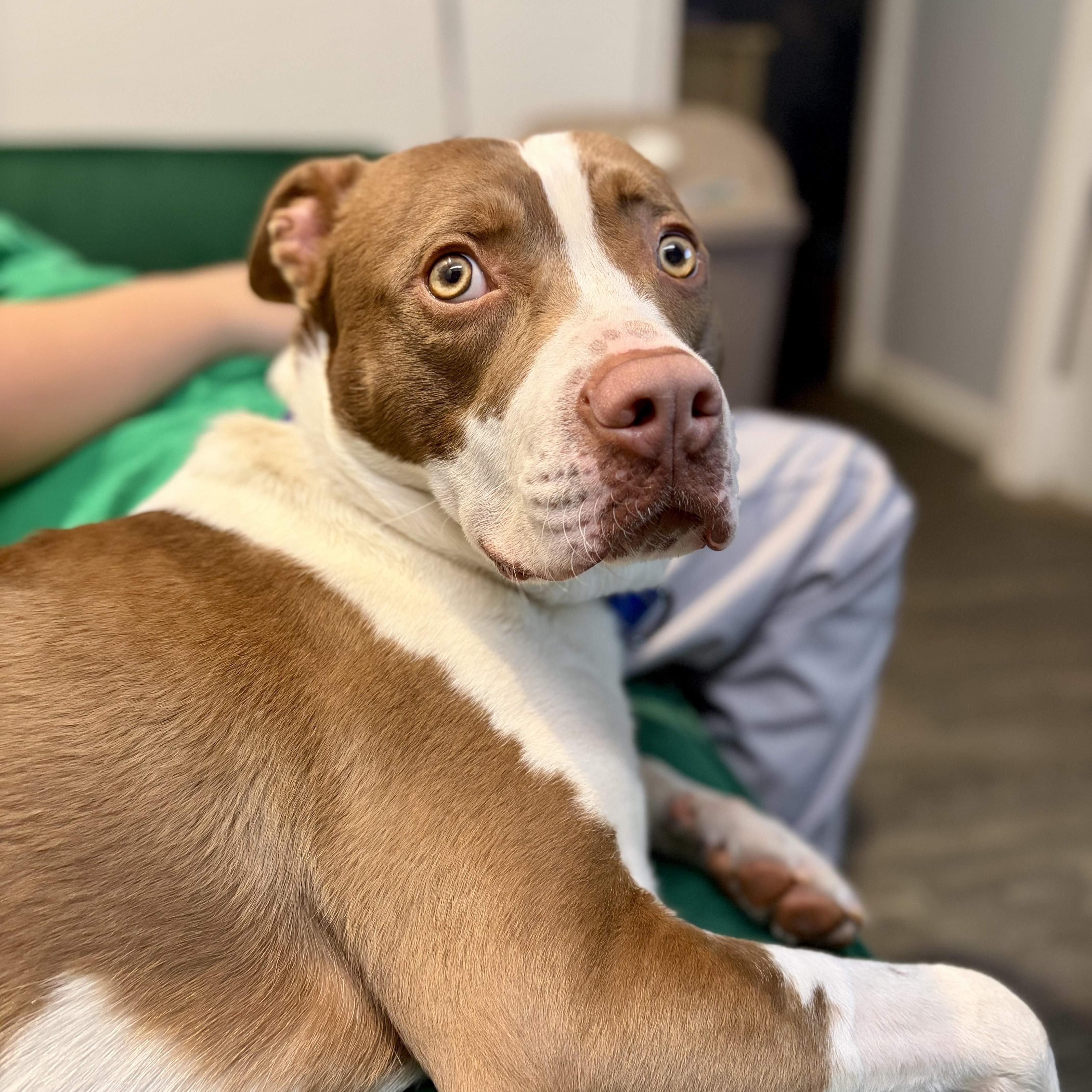 EARL-Local, a ADOPTABLE mixed breed in Warwick, RI image 6/6