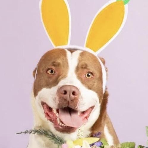 Enlarge EARL-Local, a ADOPTABLE mixed breed in Warwick, RI image 2/6