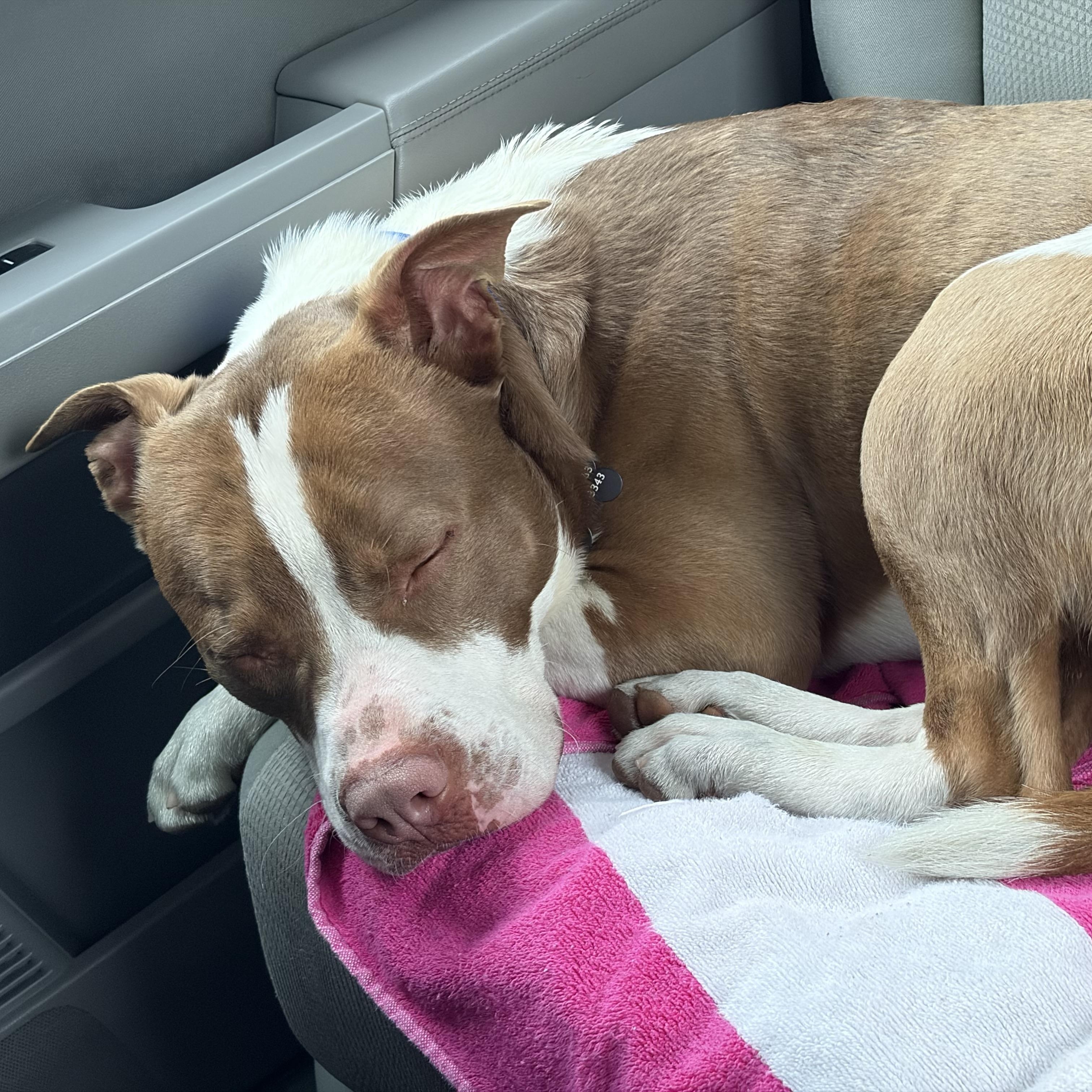 EARL-Local, a ADOPTABLE mixed breed in Warwick, RI image 2/6