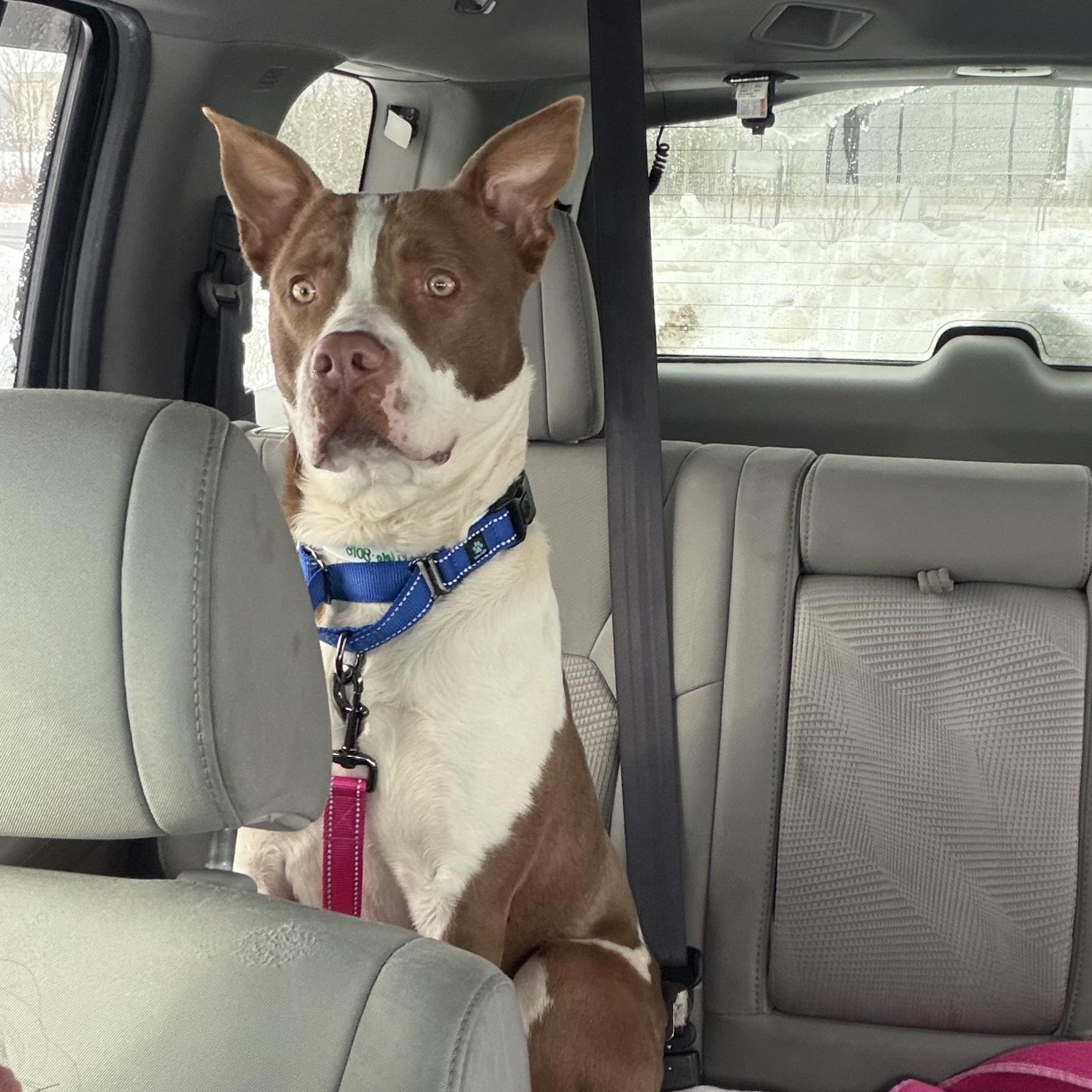 EARL-Local, a ADOPTABLE mixed breed in Warwick, RI image 4/6