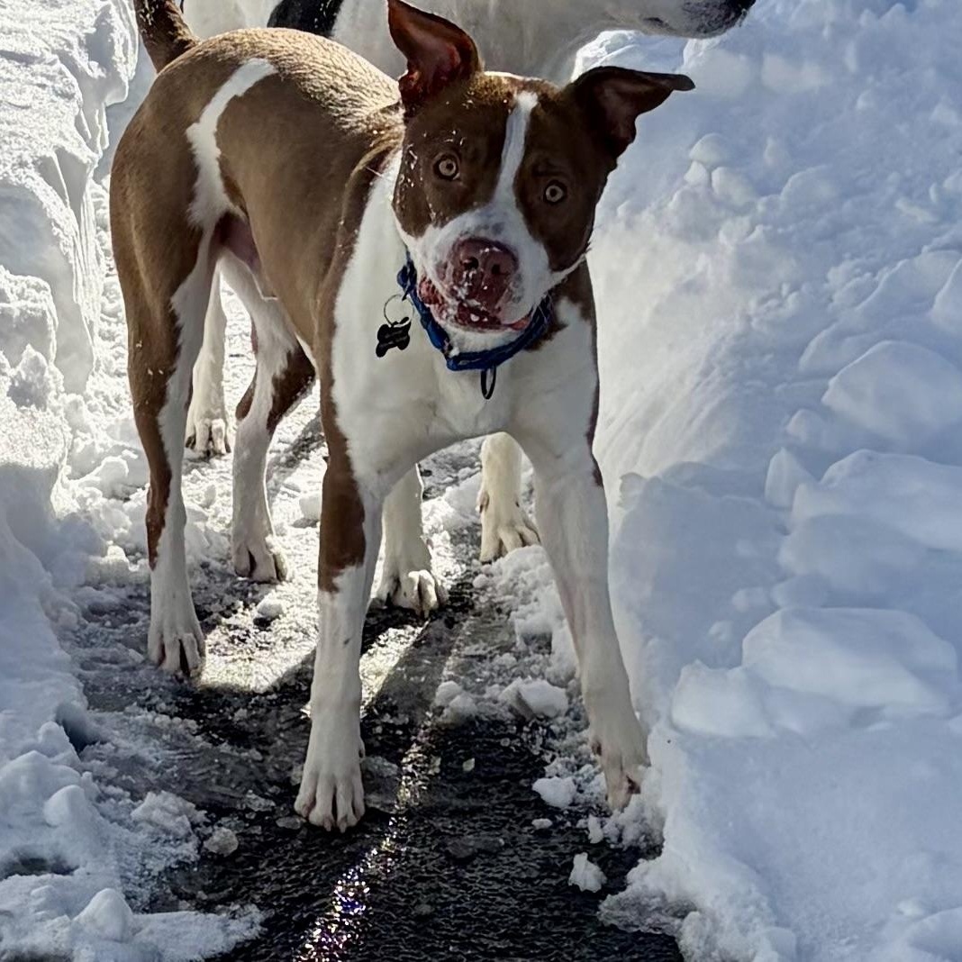 Enlarge EARL-Local, a ADOPTABLE mixed breed in Warwick, RI image 1/6