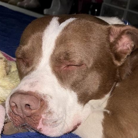 Enlarge EARL-Local, a ADOPTABLE mixed breed in Warwick, RI image 6/6