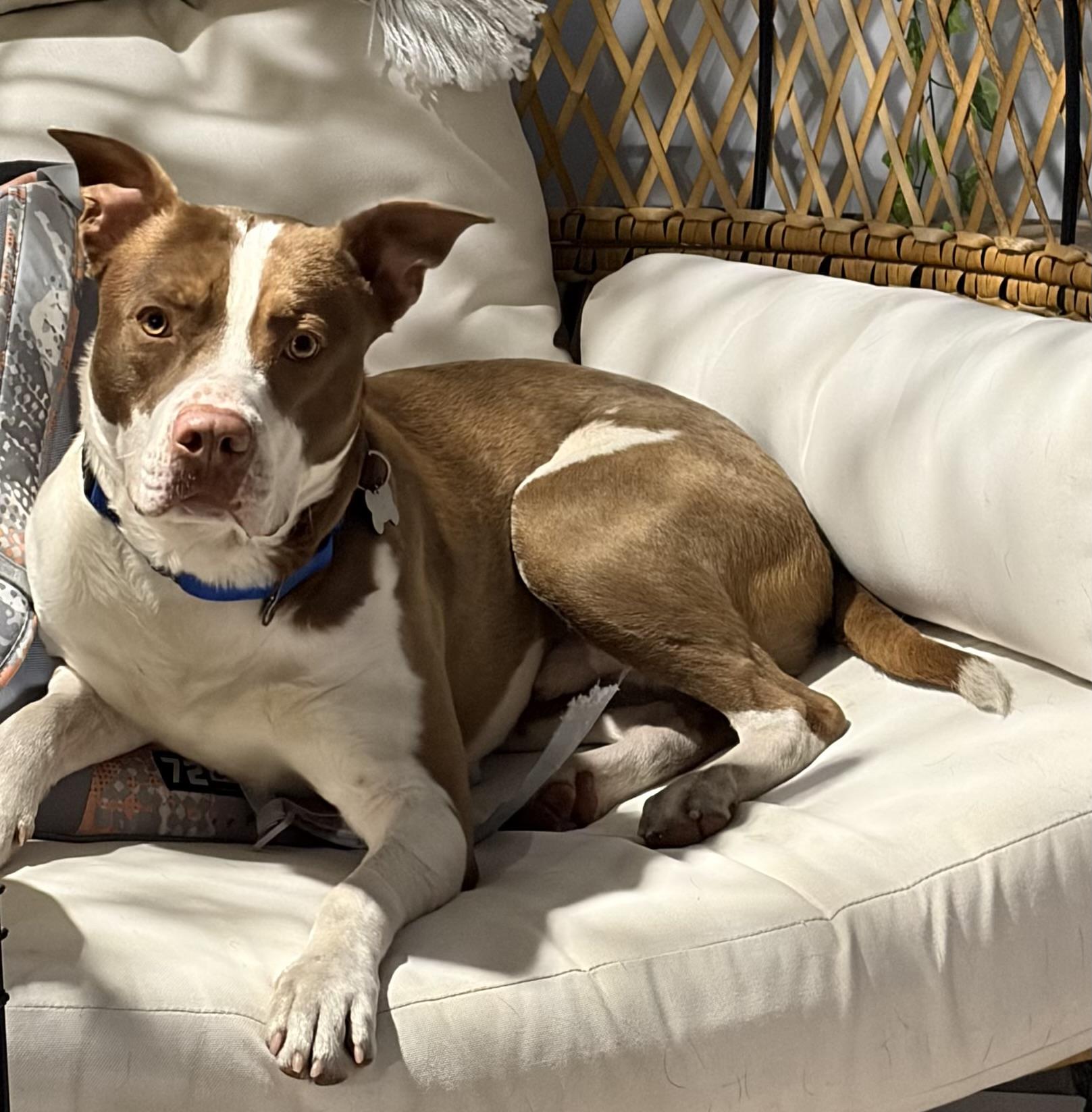 EARL-Local, a ADOPTABLE mixed breed in Warwick, RI image 3/6