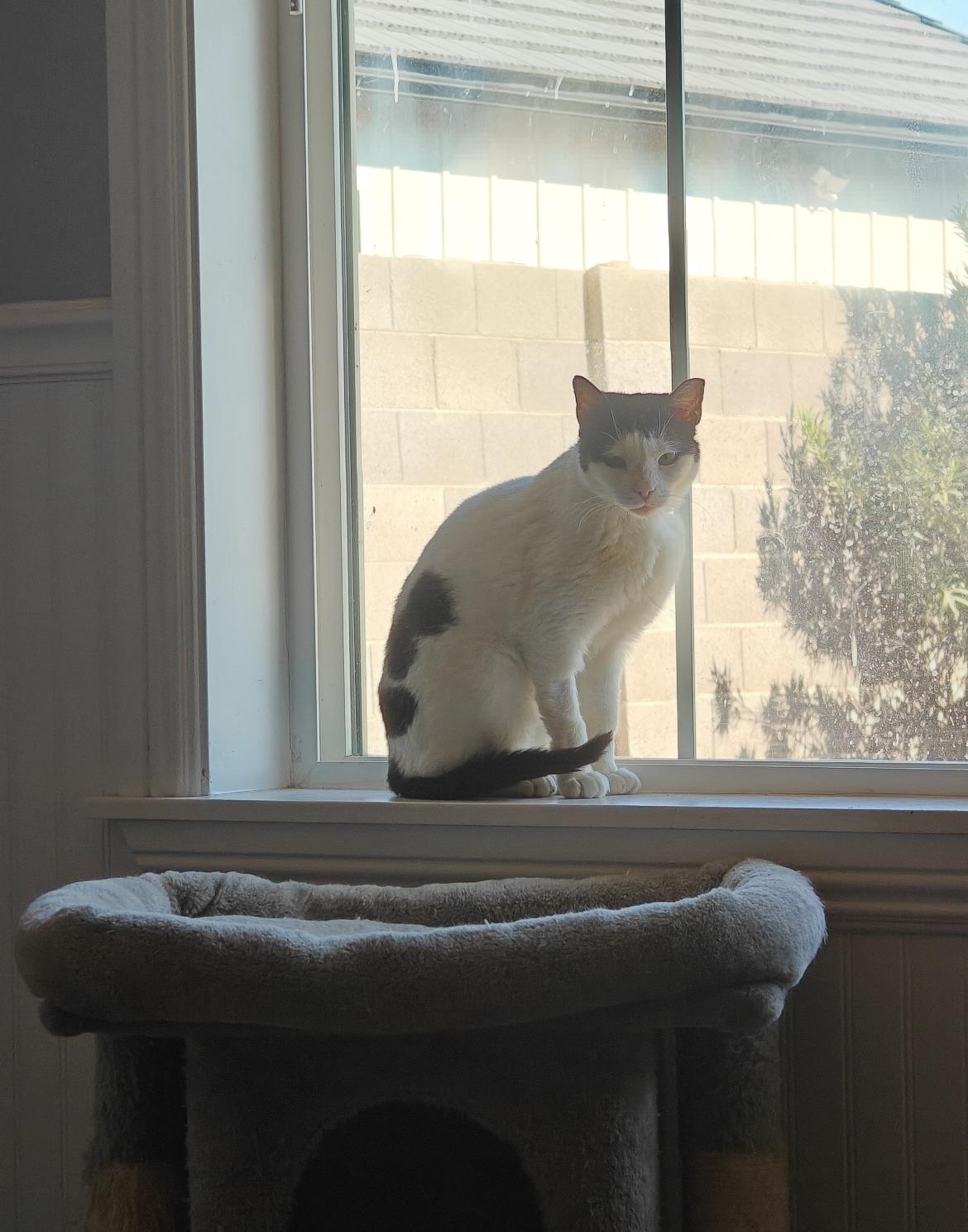 Patches, a ADOPTABLE Domestic Short Hair in Gilbert, AZ image 1/2