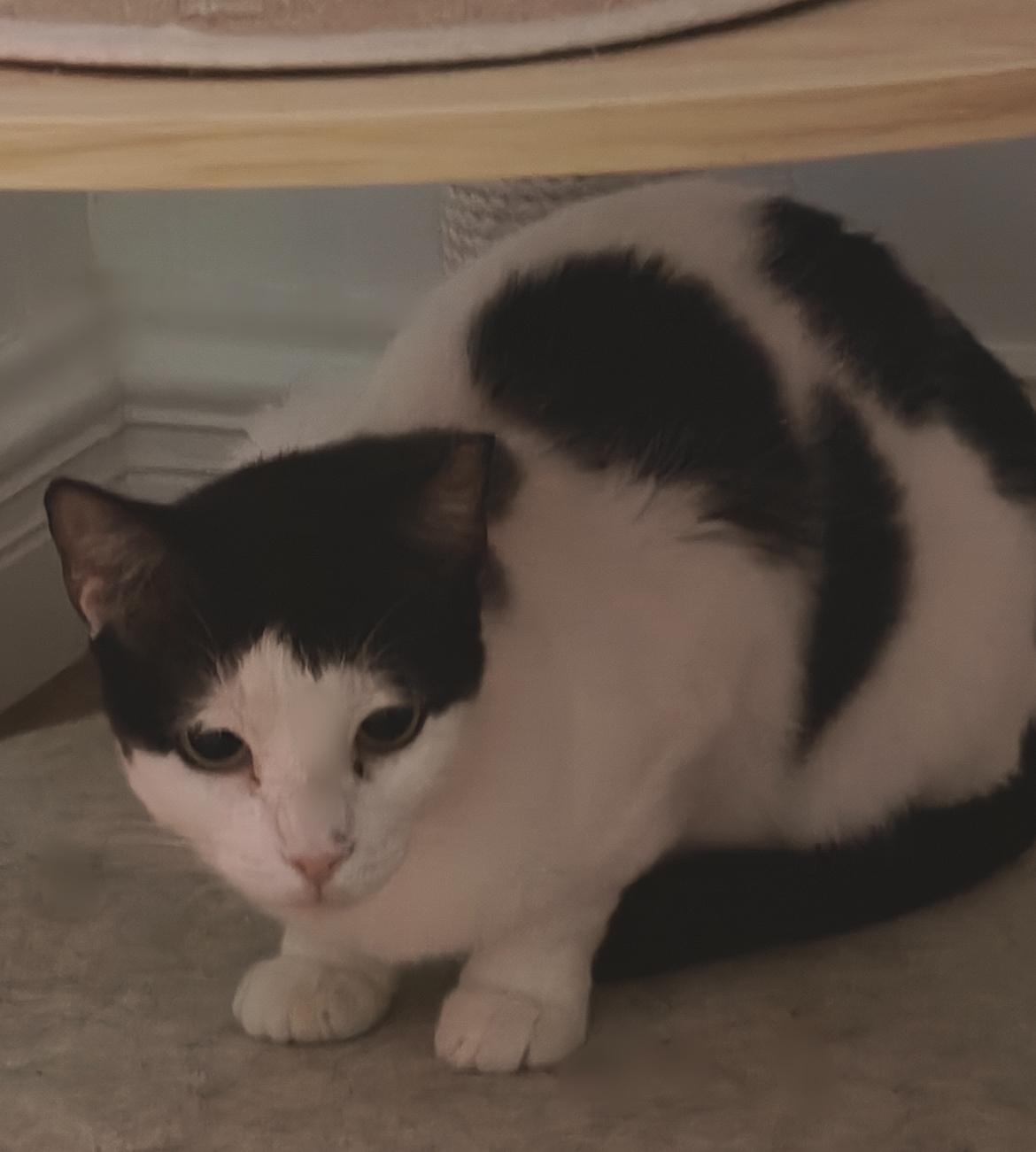 Patches, a ADOPTABLE Domestic Short Hair in Gilbert, AZ image 2/2