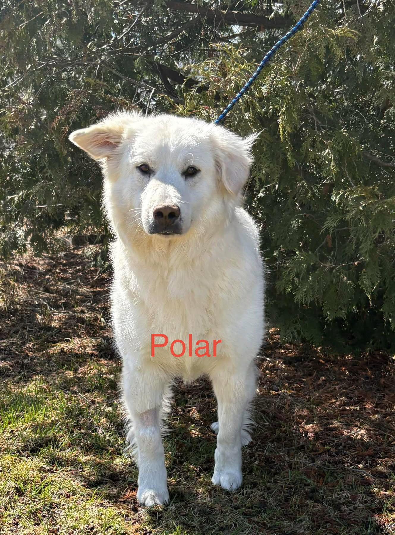 Polar, Adopted, Adult Male Great Pyrenees & Retriever.
