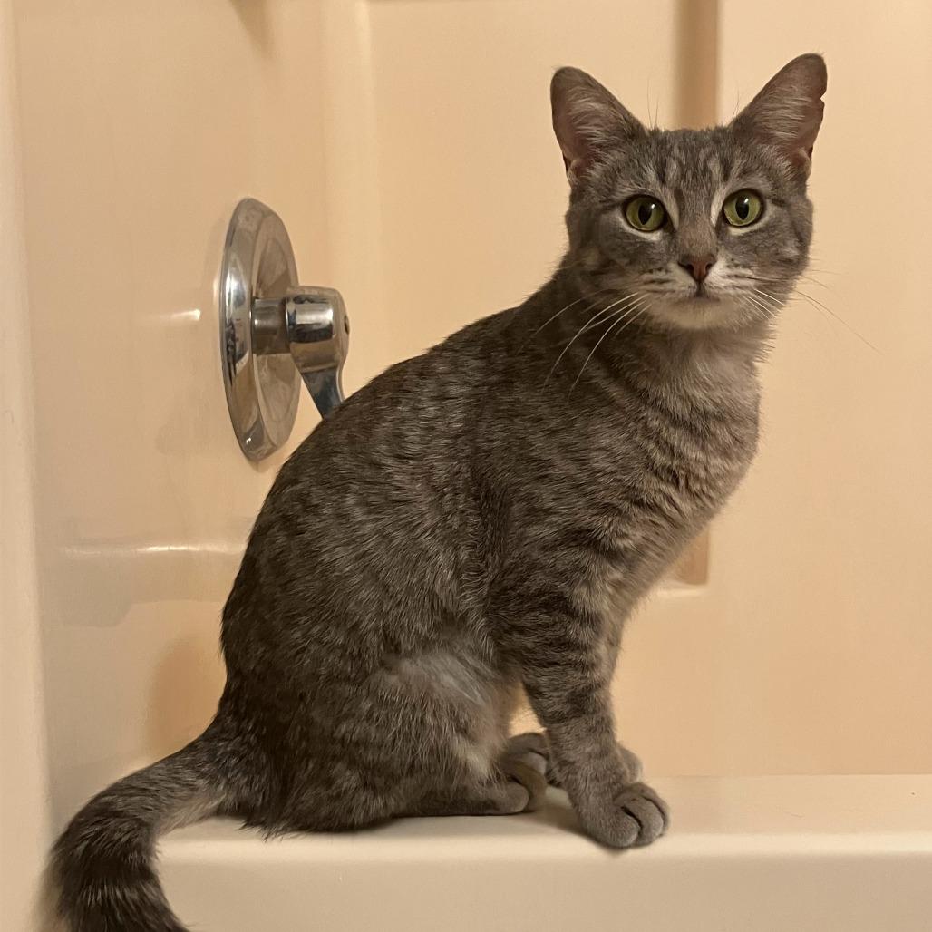 Enlarge Tiffin, a Adoptable Domestic Short Hair in Madison, WI image 1/5