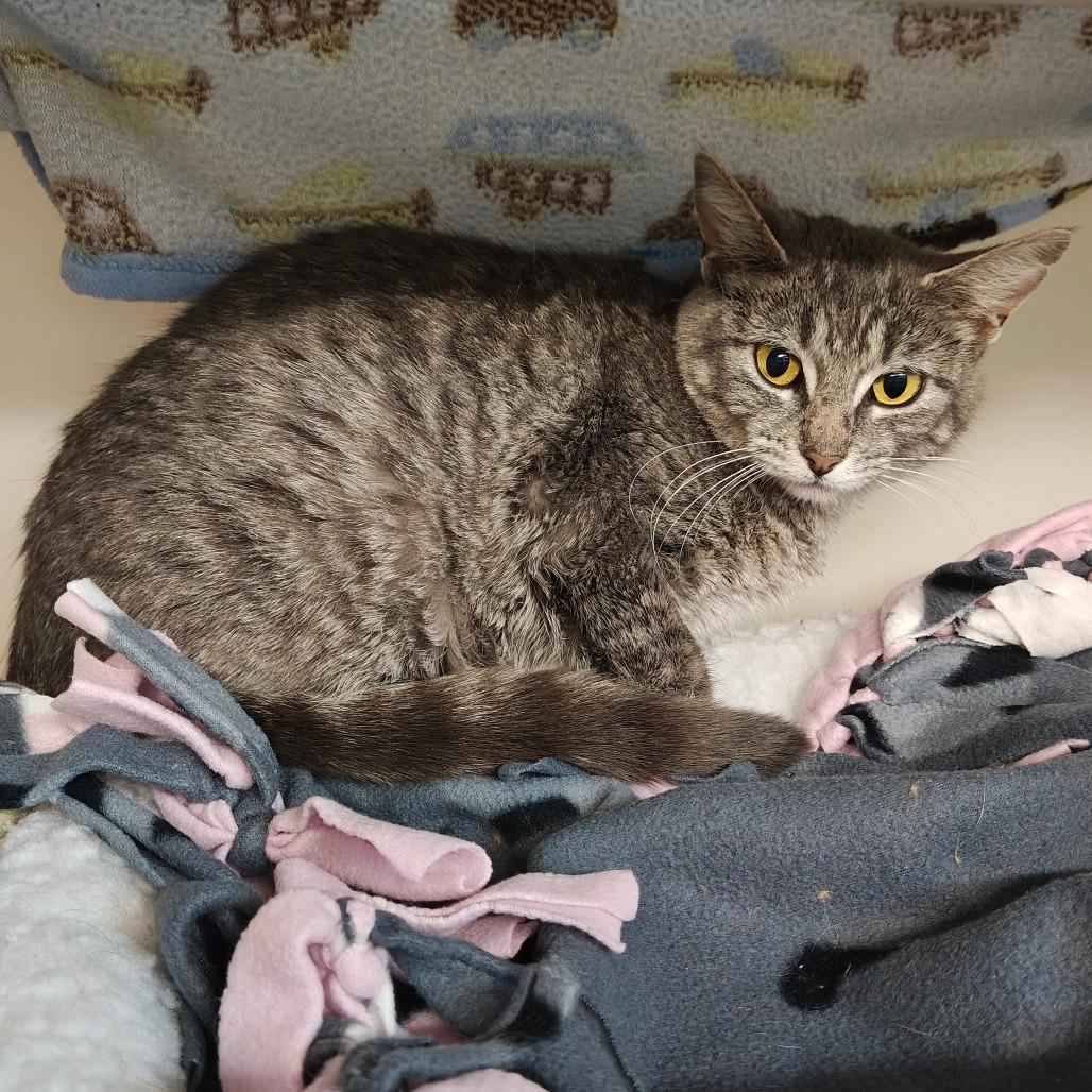 Tiffin, a Adoptable Domestic Short Hair in Madison, WI image 1/3